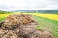 Canola Fertilization Guide: Key Nutrients, Rates, and Application Timing